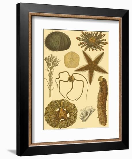 Underwater Oddities I-Vision Studio-Framed Art Print