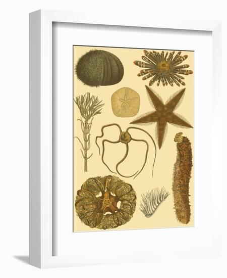 Underwater Oddities I-Vision Studio-Framed Art Print