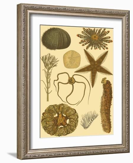 Underwater Oddities I-Vision Studio-Framed Art Print