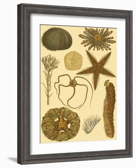 Underwater Oddities I-Vision Studio-Framed Art Print