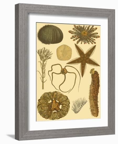 Underwater Oddities I-Vision Studio-Framed Art Print