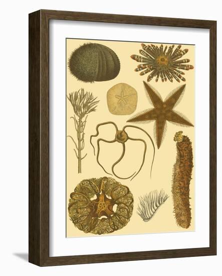 Underwater Oddities I-Vision Studio-Framed Art Print