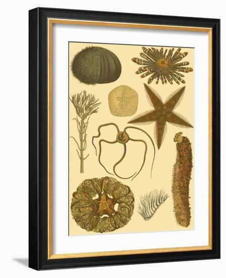 Underwater Oddities I-Vision Studio-Framed Art Print