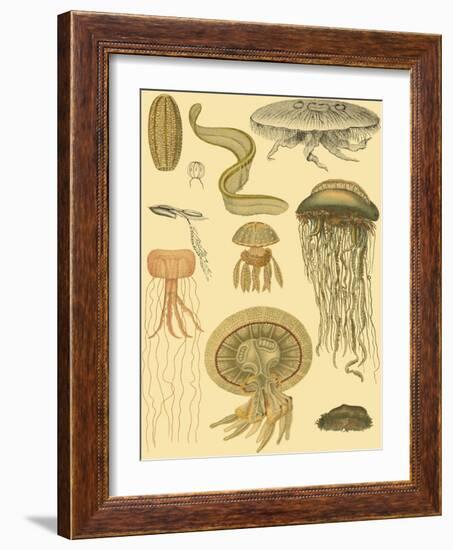 Underwater Oddities II-Vision Studio-Framed Art Print