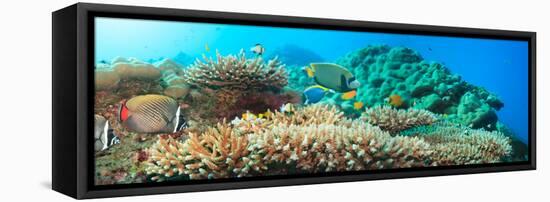 Underwater Panorama with Coral and Fishes. Andaman Sea. Merged from 5 Images-GoodOlga-Framed Premier Image Canvas