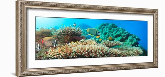 Underwater Panorama with Coral and Fishes. Andaman Sea. Merged from 5 Images-GoodOlga-Framed Photographic Print