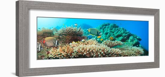 Underwater Panorama with Coral and Fishes. Andaman Sea. Merged from 5 Images-GoodOlga-Framed Photographic Print