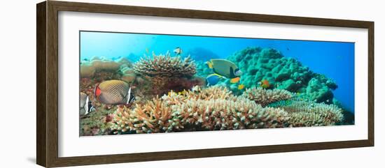 Underwater Panorama with Coral and Fishes. Andaman Sea. Merged from 5 Images-GoodOlga-Framed Photographic Print