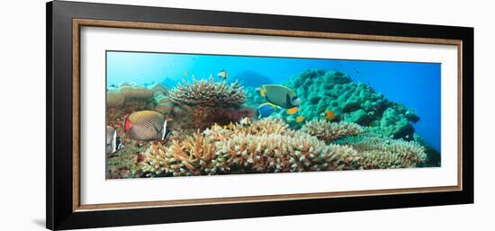 Underwater Panorama with Coral and Fishes. Andaman Sea. Merged from 5 Images-GoodOlga-Framed Photographic Print