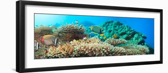 Underwater Panorama with Coral and Fishes. Andaman Sea. Merged from 5 Images-GoodOlga-Framed Photographic Print
