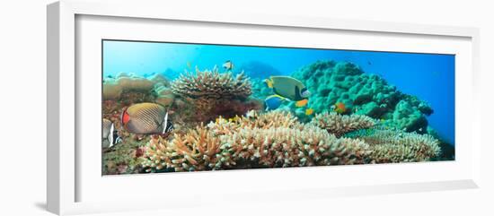 Underwater Panorama with Coral and Fishes. Andaman Sea. Merged from 5 Images-GoodOlga-Framed Photographic Print