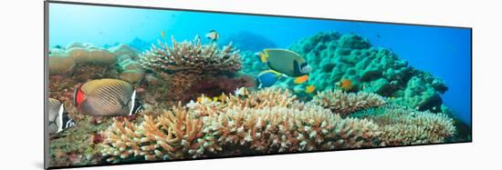 Underwater Panorama with Coral and Fishes. Andaman Sea. Merged from 5 Images-GoodOlga-Mounted Photographic Print