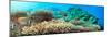 Underwater Panorama with Coral and Fishes. Andaman Sea. Merged from 5 Images-GoodOlga-Mounted Photographic Print