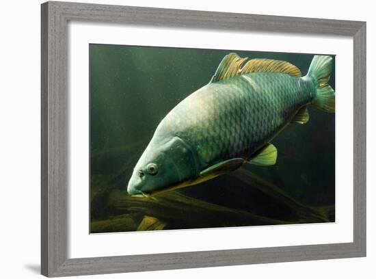 Underwater Photo Big Carp (Cyprinus Carpio) In Bolevak Pond - Famous Anglig And Diving Place-Kletr-Framed Photographic Print