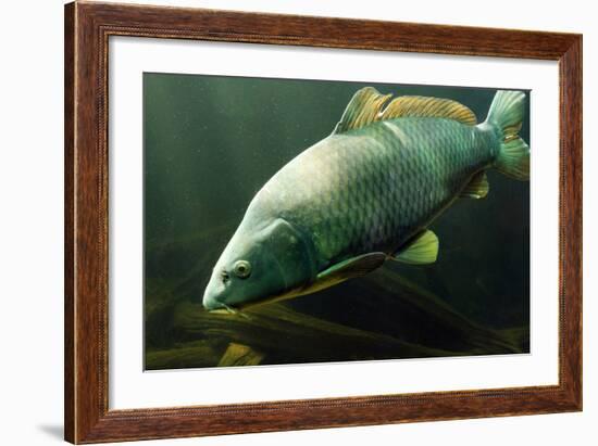 Underwater Photo Big Carp (Cyprinus Carpio) In Bolevak Pond - Famous Anglig And Diving Place-Kletr-Framed Photographic Print