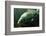 Underwater Photo Big Carp (Cyprinus Carpio) In Bolevak Pond - Famous Anglig And Diving Place-Kletr-Framed Photographic Print