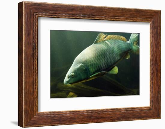 Underwater Photo Big Carp (Cyprinus Carpio) In Bolevak Pond - Famous Anglig And Diving Place-Kletr-Framed Photographic Print