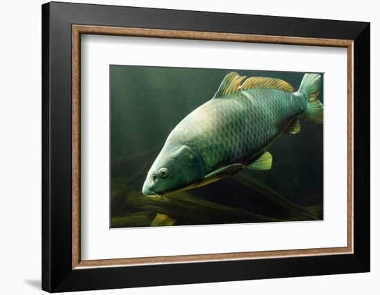 Underwater Photo Big Carp (Cyprinus Carpio) In Bolevak Pond - Famous Anglig And Diving Place-Kletr-Framed Photographic Print