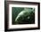 Underwater Photo Big Carp (Cyprinus Carpio) In Bolevak Pond - Famous Anglig And Diving Place-Kletr-Framed Photographic Print