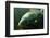 Underwater Photo Big Carp (Cyprinus Carpio) In Bolevak Pond - Famous Anglig And Diving Place-Kletr-Framed Photographic Print