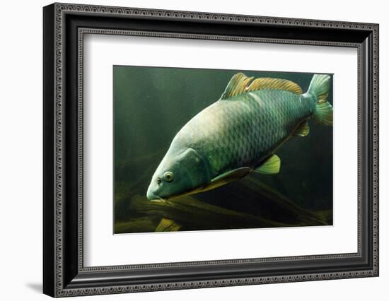 Underwater Photo Big Carp (Cyprinus Carpio) In Bolevak Pond - Famous Anglig And Diving Place-Kletr-Framed Photographic Print