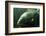 Underwater Photo Big Carp (Cyprinus Carpio) In Bolevak Pond - Famous Anglig And Diving Place-Kletr-Framed Photographic Print