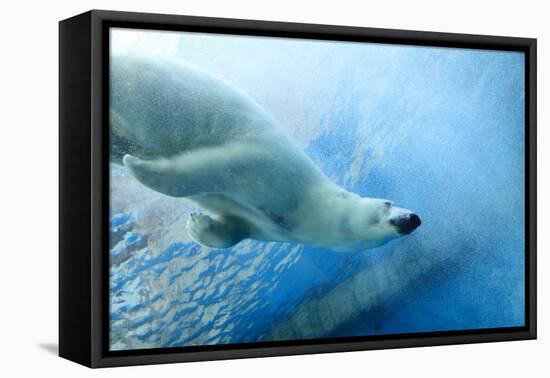Underwater Photo of a Polar Bear-Zigi-Framed Premier Image Canvas