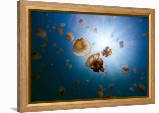 Underwater Photo of Endemic Golden Jellyfish in Lake at Palau. Snorkeling in Jellyfish Lake is a Po-BlueOrange Studio-Framed Premier Image Canvas