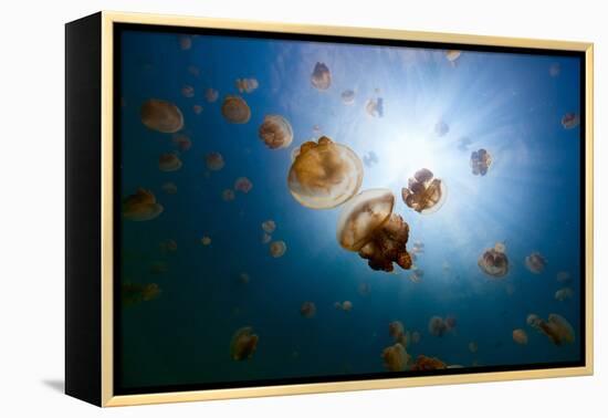 Underwater Photo of Endemic Golden Jellyfish in Lake at Palau. Snorkeling in Jellyfish Lake is a Po-BlueOrange Studio-Framed Premier Image Canvas