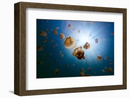 Underwater Photo of Endemic Golden Jellyfish in Lake at Palau. Snorkeling in Jellyfish Lake is a Po-BlueOrange Studio-Framed Photographic Print