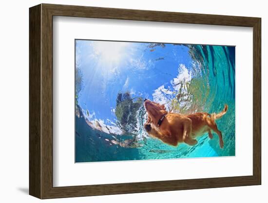 Underwater Photo of Golden Labrador Retriever Puppy in Outdoor Swimming Pool Play with Fun - Jumpin-Tropical studio-Framed Photographic Print