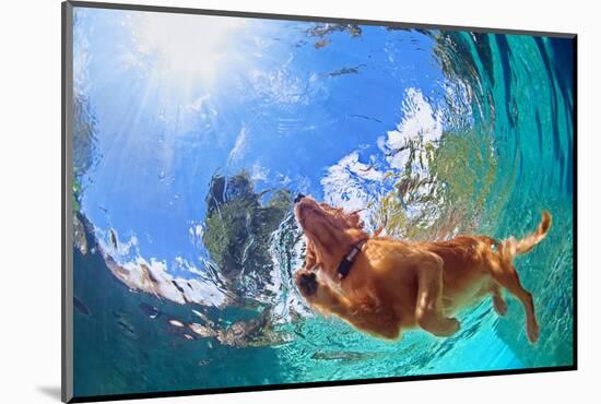 Underwater Photo of Golden Labrador Retriever Puppy in Outdoor Swimming Pool Play with Fun - Jumpin-Tropical studio-Mounted Photographic Print