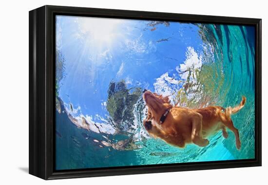 Underwater Photo of Golden Labrador Retriever Puppy in Outdoor Swimming Pool Play with Fun - Jumpin-Tropical studio-Framed Premier Image Canvas