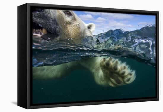 Underwater Polar Bear, Hudson Bay, Nunavut, Canada-Paul Souders-Framed Premier Image Canvas