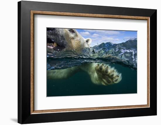 Underwater Polar Bear, Hudson Bay, Nunavut, Canada-Paul Souders-Framed Photographic Print