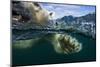 Underwater Polar Bear, Hudson Bay, Nunavut, Canada-Paul Souders-Mounted Photographic Print