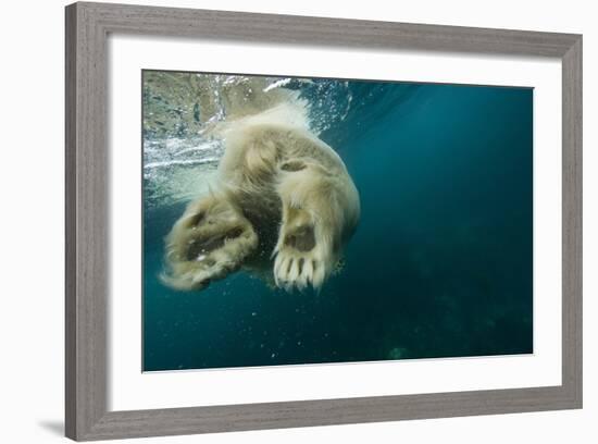 Underwater Polar Bear, Hudson Bay, Nunavut, Canada-Paul Souders-Framed Photographic Print