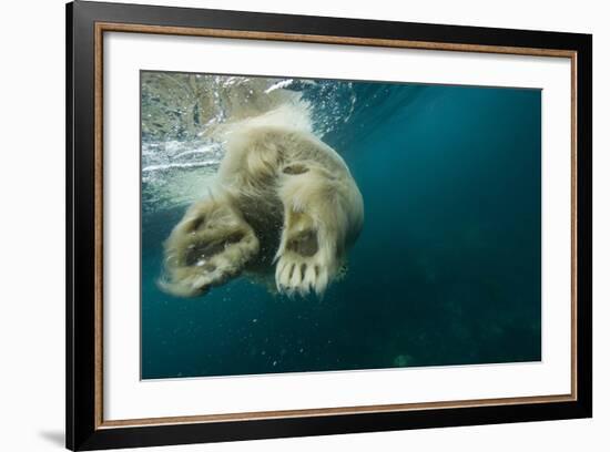 Underwater Polar Bear, Hudson Bay, Nunavut, Canada-Paul Souders-Framed Photographic Print