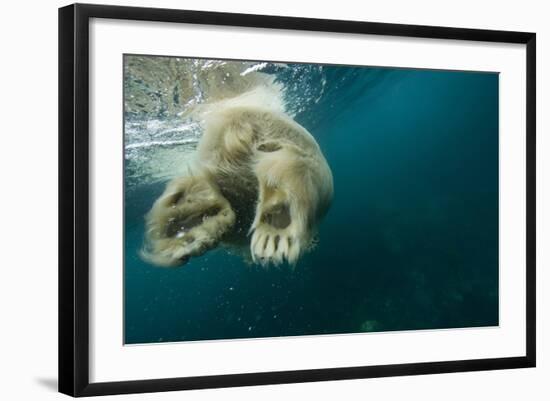 Underwater Polar Bear, Hudson Bay, Nunavut, Canada-Paul Souders-Framed Photographic Print