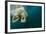 Underwater Polar Bear, Hudson Bay, Nunavut, Canada-Paul Souders-Framed Photographic Print