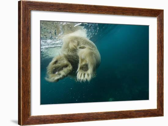 Underwater Polar Bear, Hudson Bay, Nunavut, Canada-Paul Souders-Framed Photographic Print