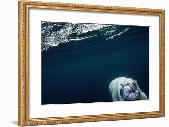 Underwater Polar Bear near Frozen Strait, Nunavut, Canada-Paul Souders-Framed Photographic Print