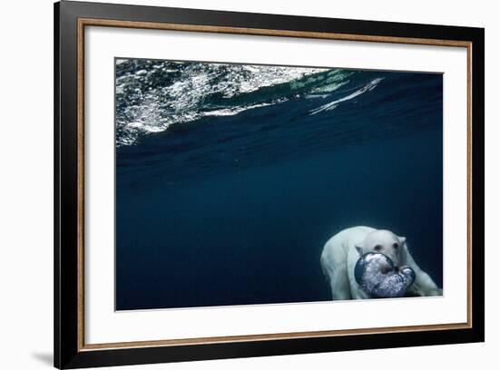 Underwater Polar Bear near Frozen Strait, Nunavut, Canada-Paul Souders-Framed Photographic Print