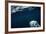 Underwater Polar Bear near Frozen Strait, Nunavut, Canada-Paul Souders-Framed Photographic Print