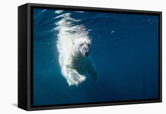 Underwater Polar Bear, Nunavut, Canada-Paul Souders-Framed Premier Image Canvas