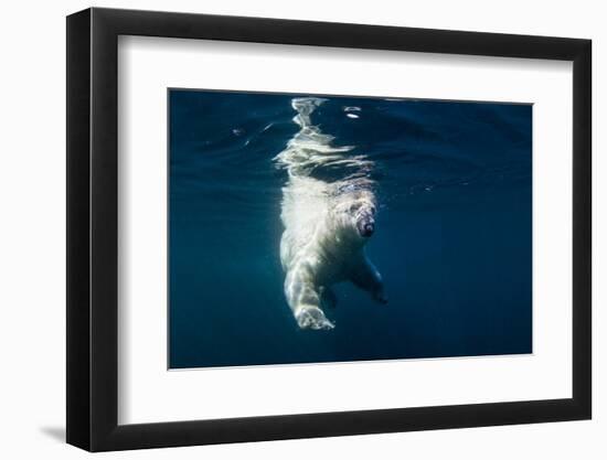 Underwater Polar Bear, Nunavut, Canada-Paul Souders-Framed Photographic Print