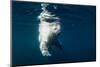 Underwater Polar Bear, Nunavut, Canada-Paul Souders-Mounted Photographic Print