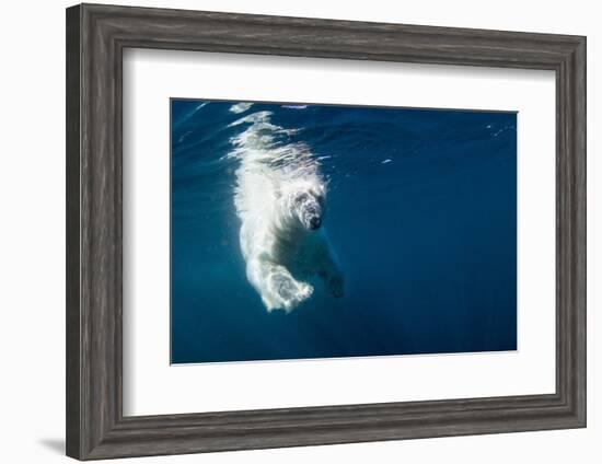Underwater Polar Bear, Nunavut, Canada-Paul Souders-Framed Photographic Print