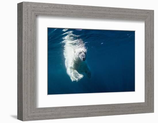 Underwater Polar Bear, Nunavut, Canada-Paul Souders-Framed Photographic Print