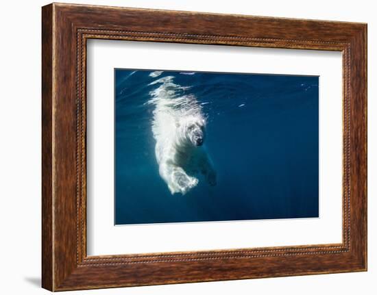 Underwater Polar Bear, Nunavut, Canada-Paul Souders-Framed Photographic Print